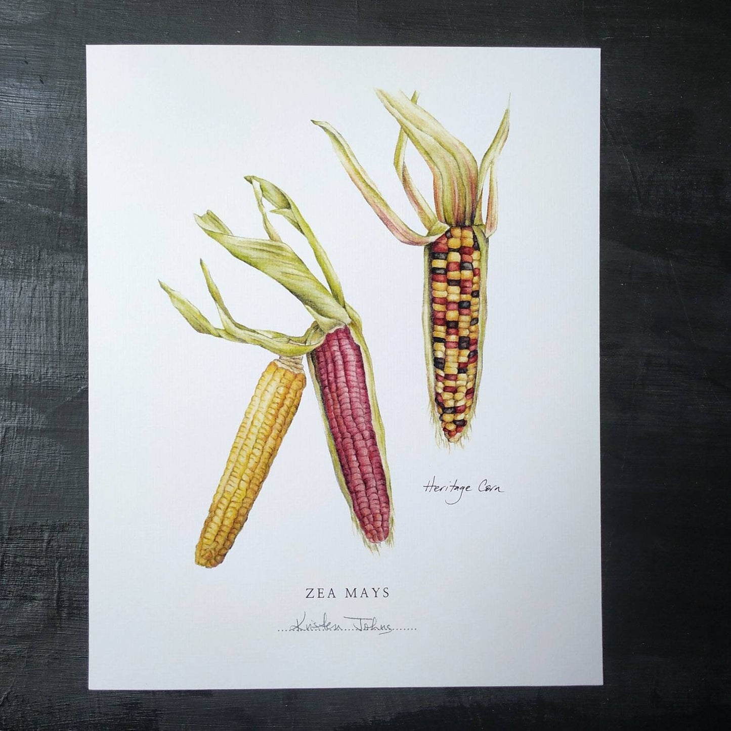 Heritage Corn - Botanical Art print