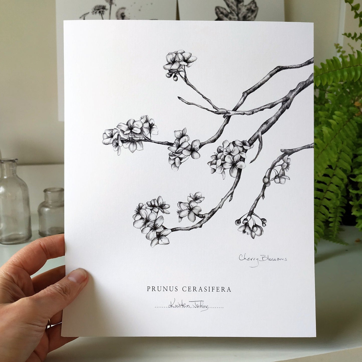 Cherry Blossoms - Botanical Art Print