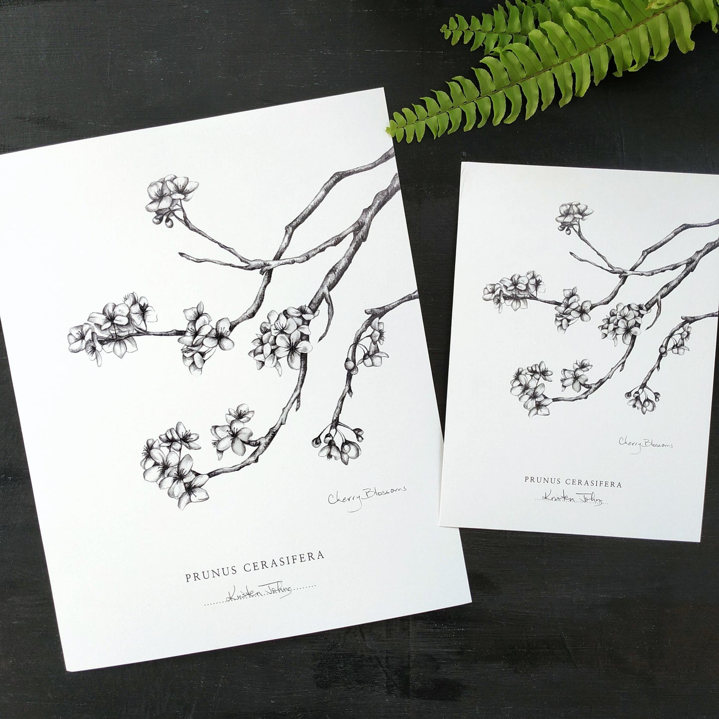 Cherry Blossoms - Botanical Art Print
