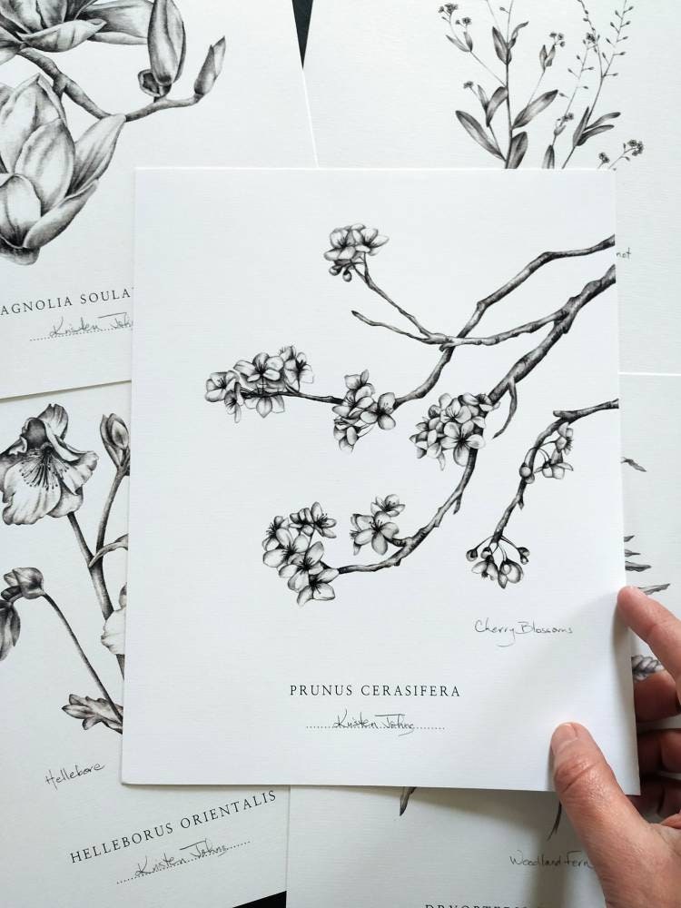 Cherry Blossoms - Botanical Art Print