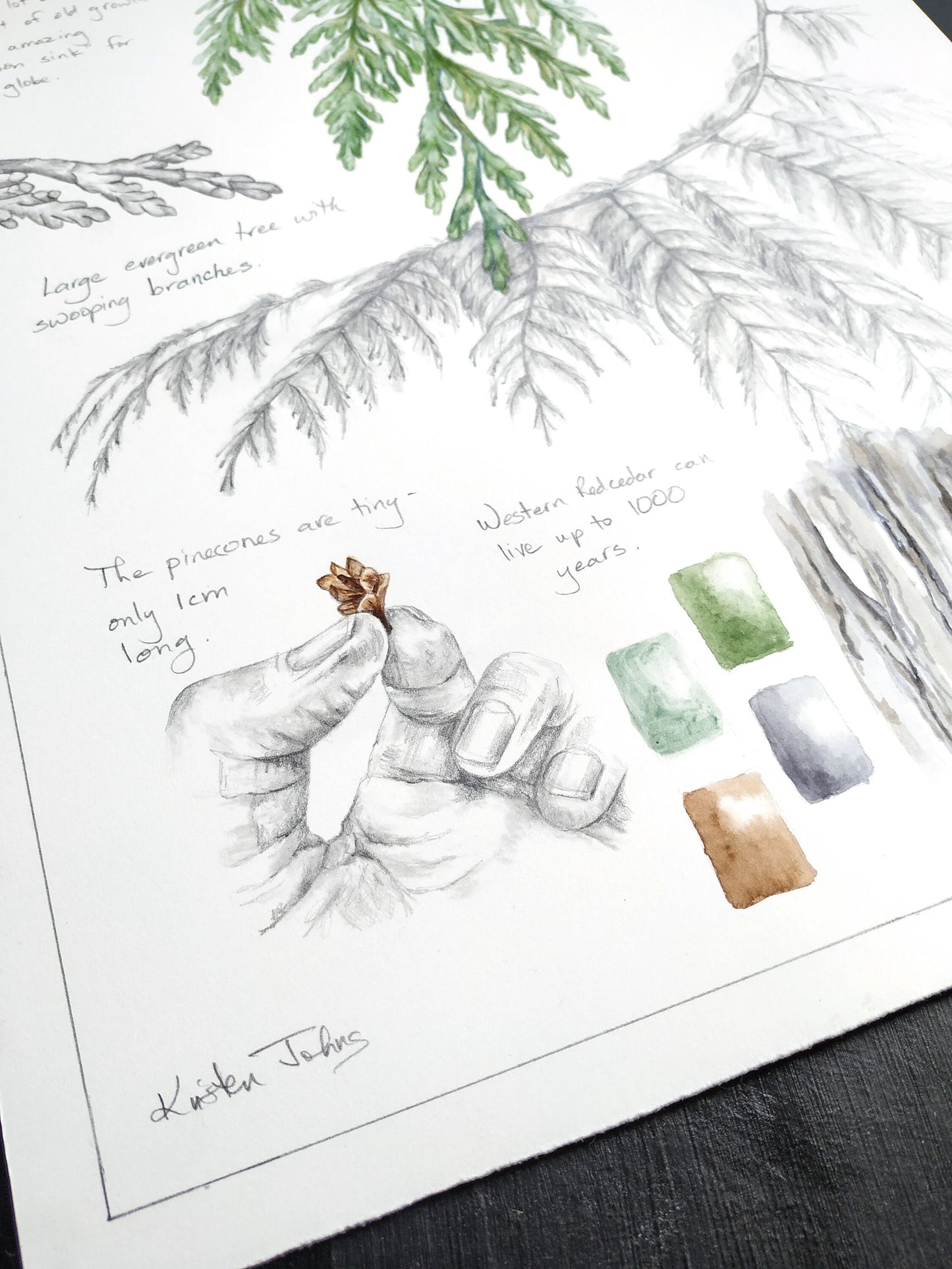 Western Redcedar Tree Study- an original botanical painting, by Kristen Johns, 11x14inches