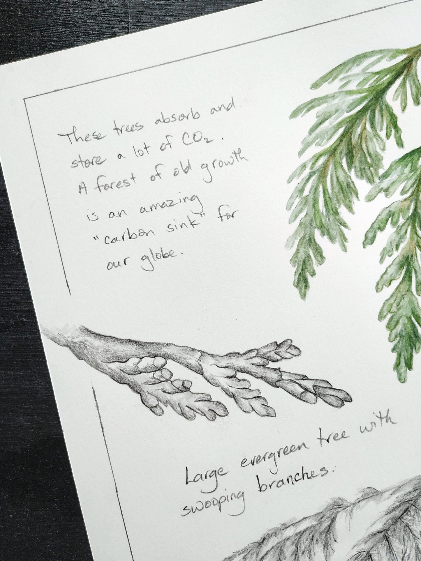 Western Redcedar Tree Study- an original botanical painting, by Kristen Johns, 11x14inches