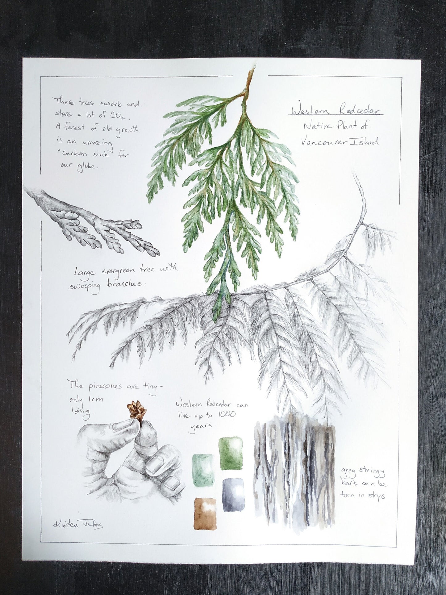 Western Redcedar Tree Study- an original botanical painting, by Kristen Johns, 11x14inches