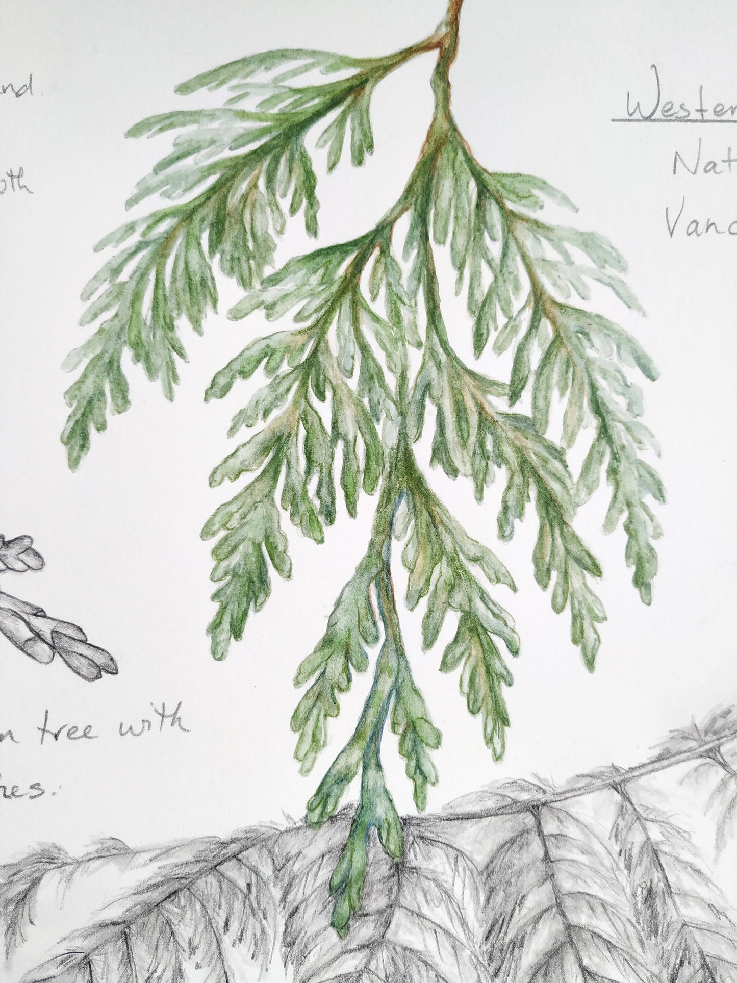 Western Redcedar Tree Study- an original botanical painting, by Kristen Johns, 11x14inches