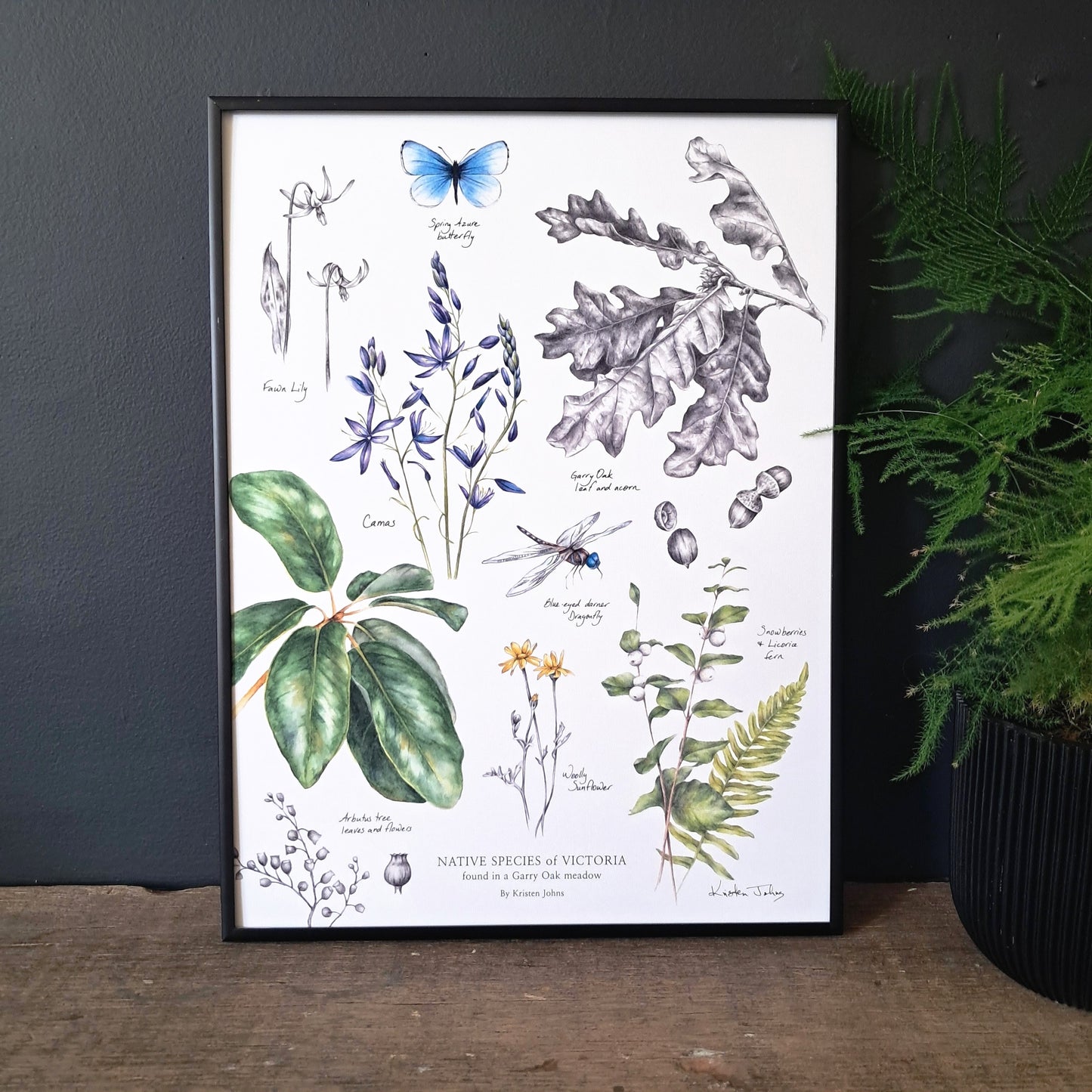 Native Species of Victoria (Garry Oak Meadow) - Art Print