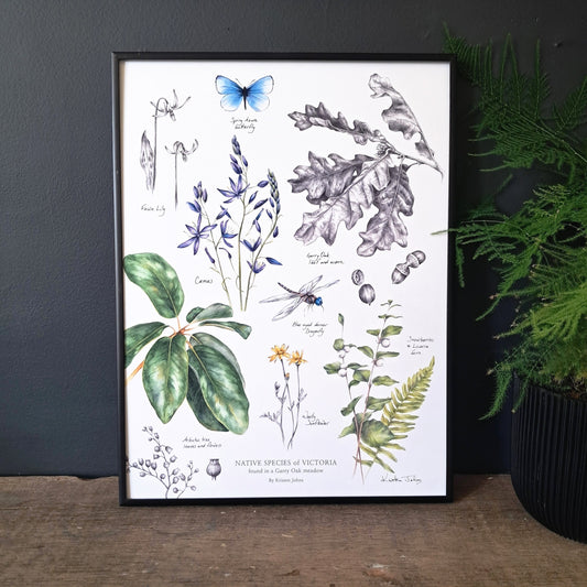 Native Species of Victoria (Garry Oak Meadow) - Art Print