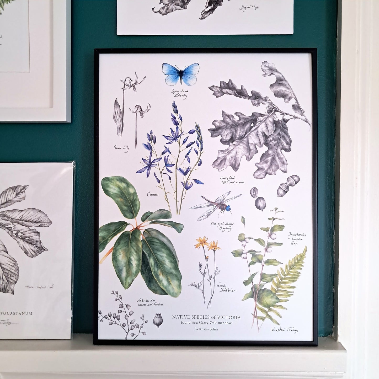 Native Species of Victoria (Garry Oak Meadow) - Art Print