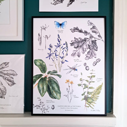 Native Species of Victoria (Garry Oak Meadow) - Art Print