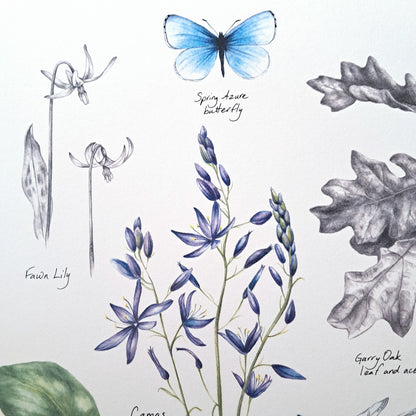 Native Species of Victoria (Garry Oak Meadow) - Art Print
