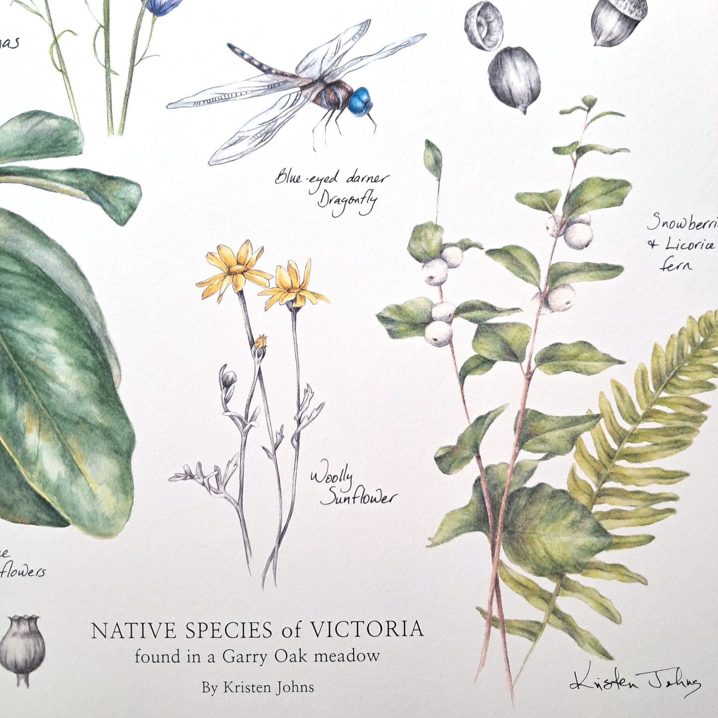 Native Species of Victoria (Garry Oak Meadow) - Art Print