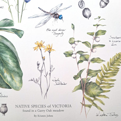 Native Species of Victoria (Garry Oak Meadow) - Art Print