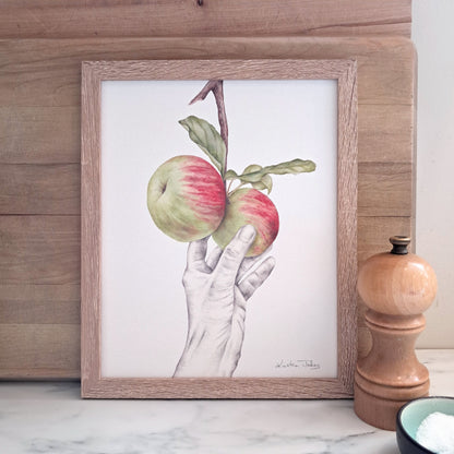Picking Heritage Apples - Art print