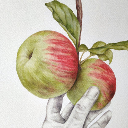 Picking Heritage Apples - Art print