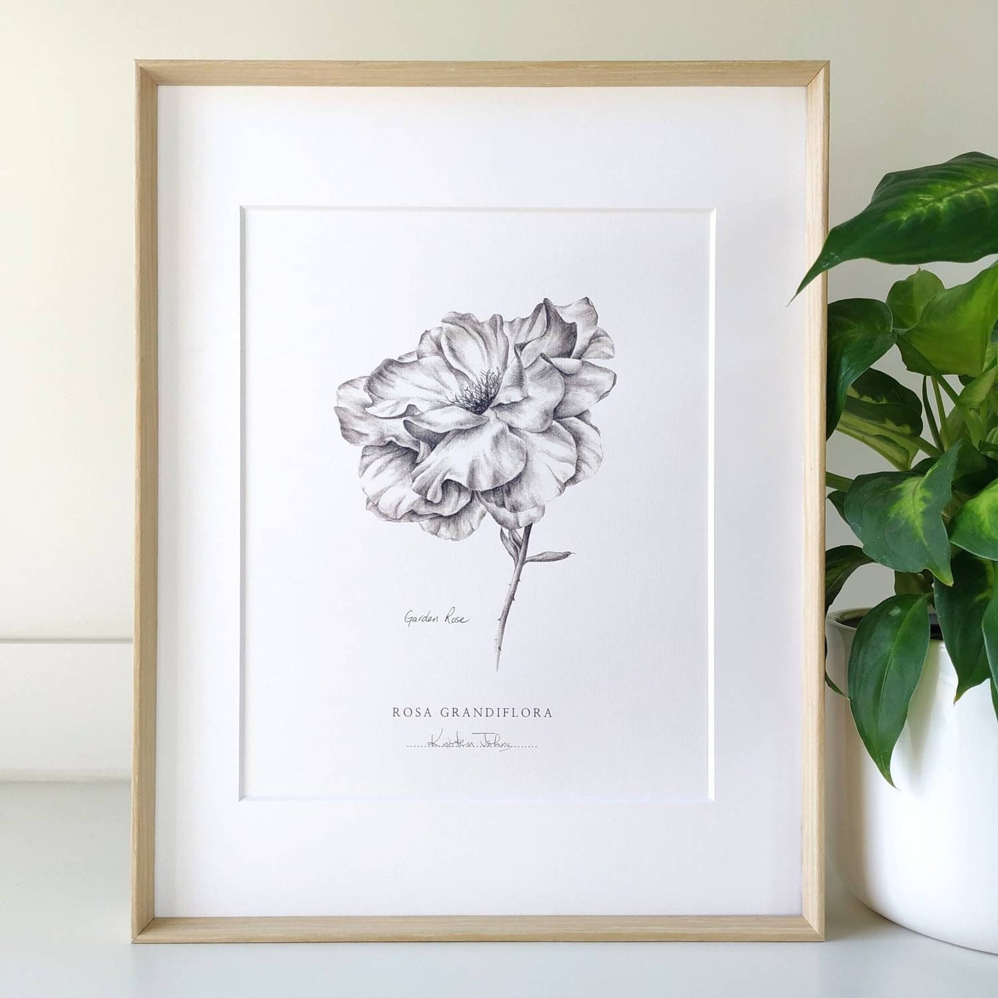 Garden Rose - Botanical Art print