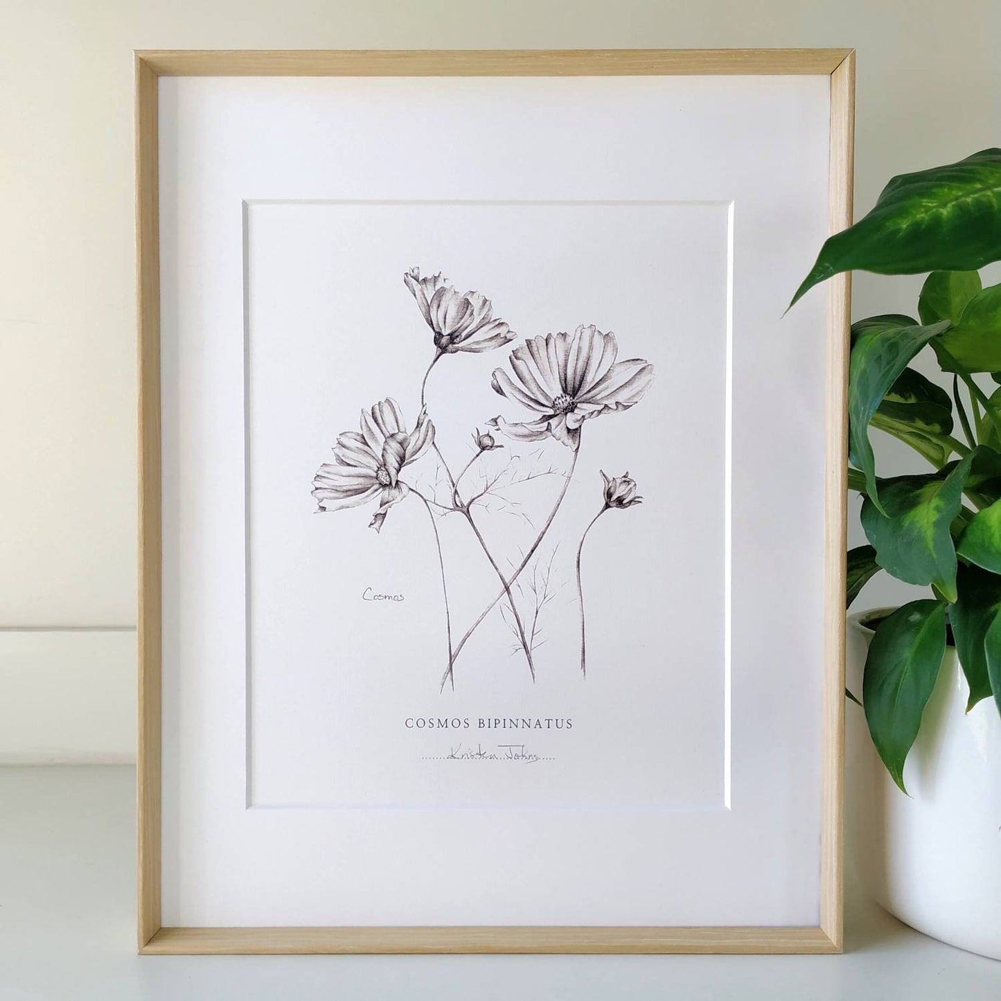 Cosmos flowers - Botanical Art Print