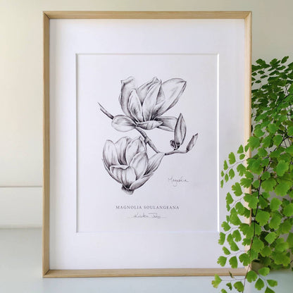 Magnolia flower - Botanical Art print