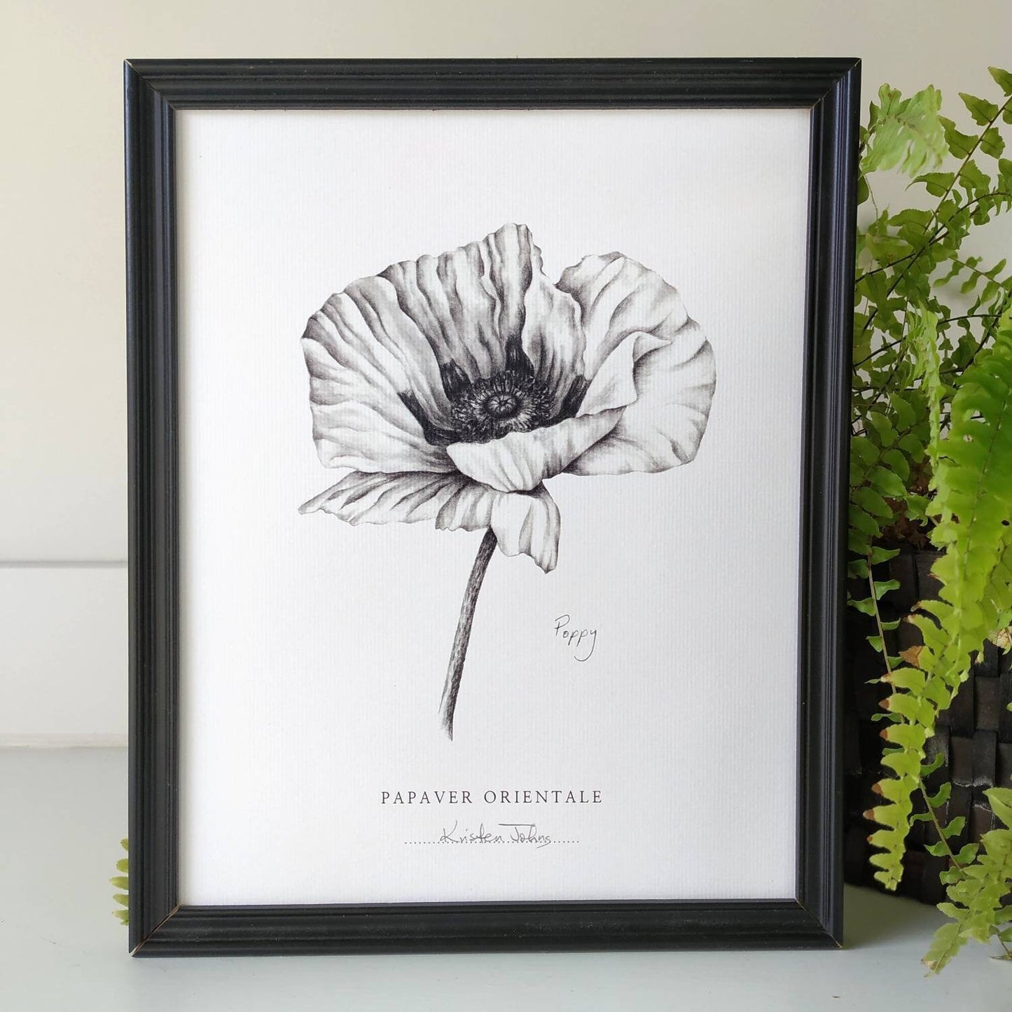 Poppy flower - Botanical Art Print