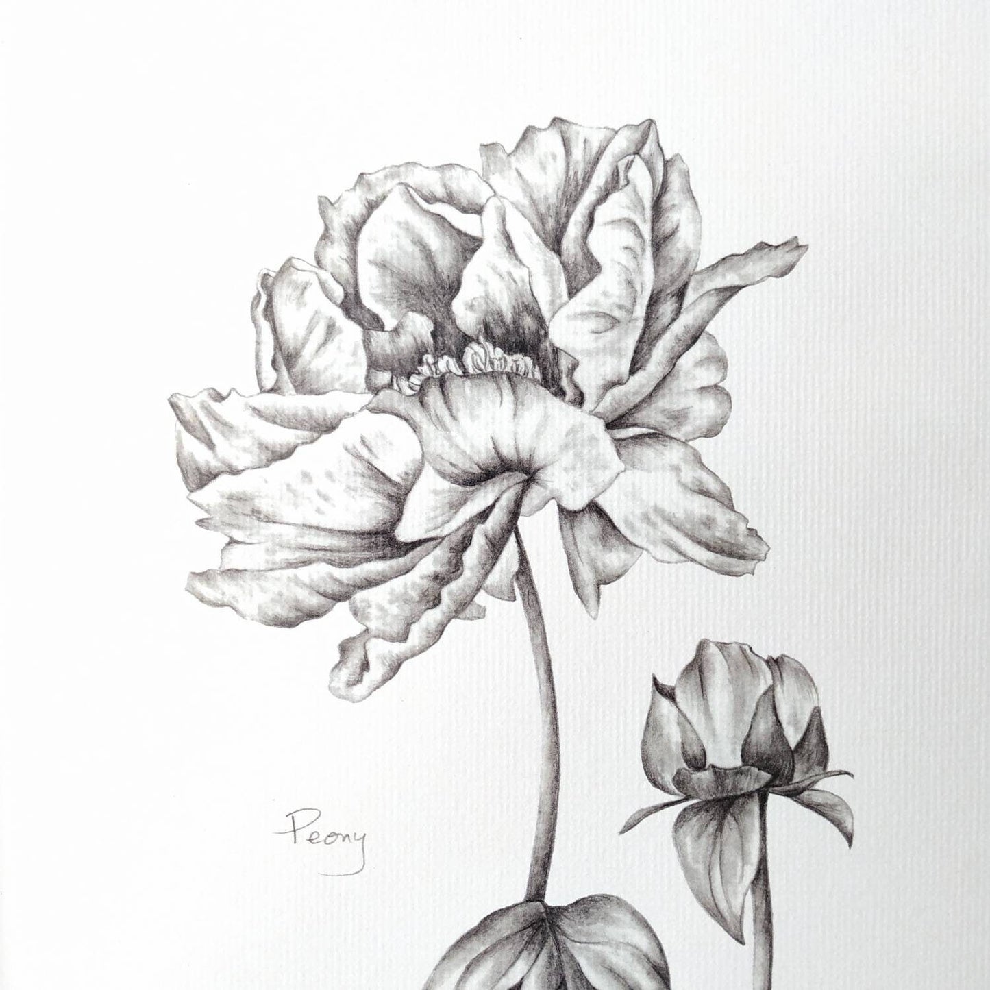 Peony Flower - Botanical Art print