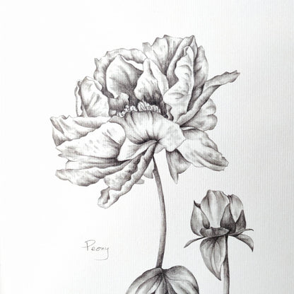 Peony Flower - Botanical Art print