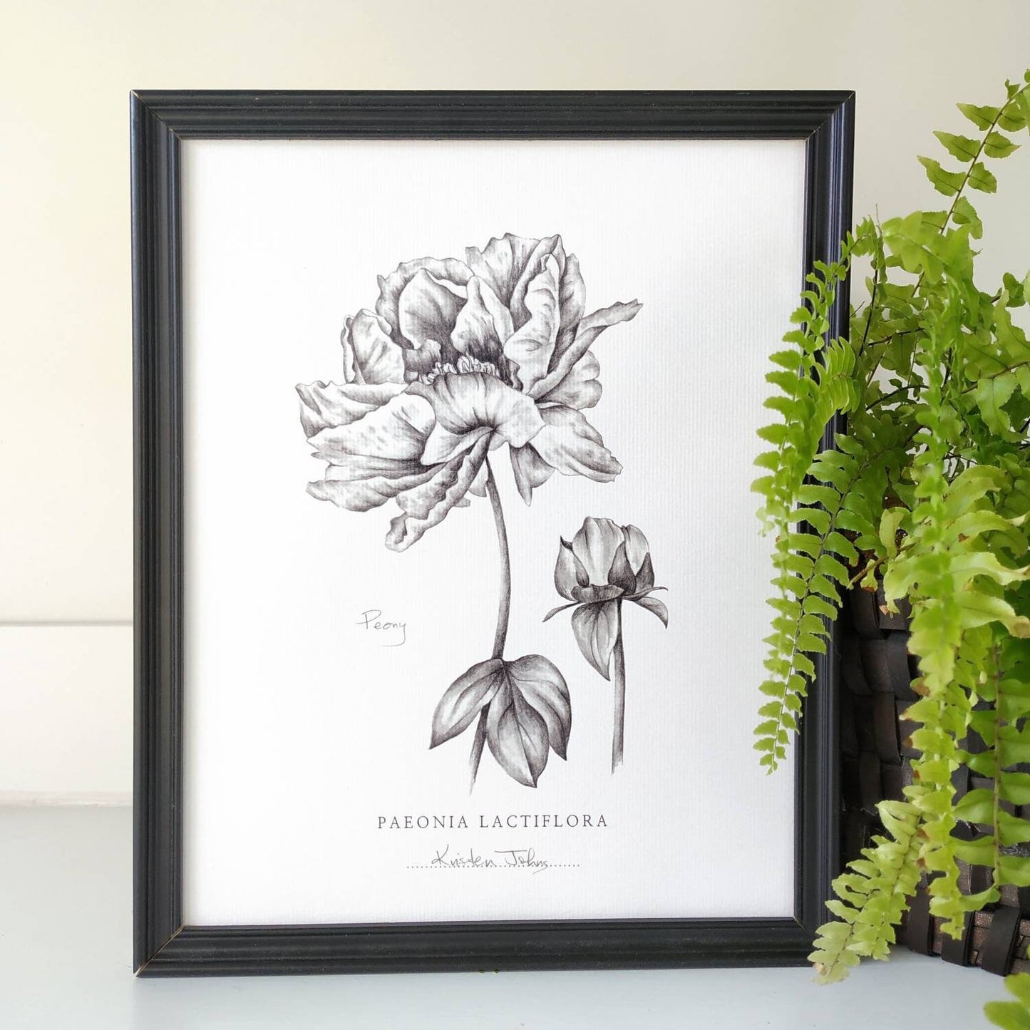 Peony Flower - Botanical Art print