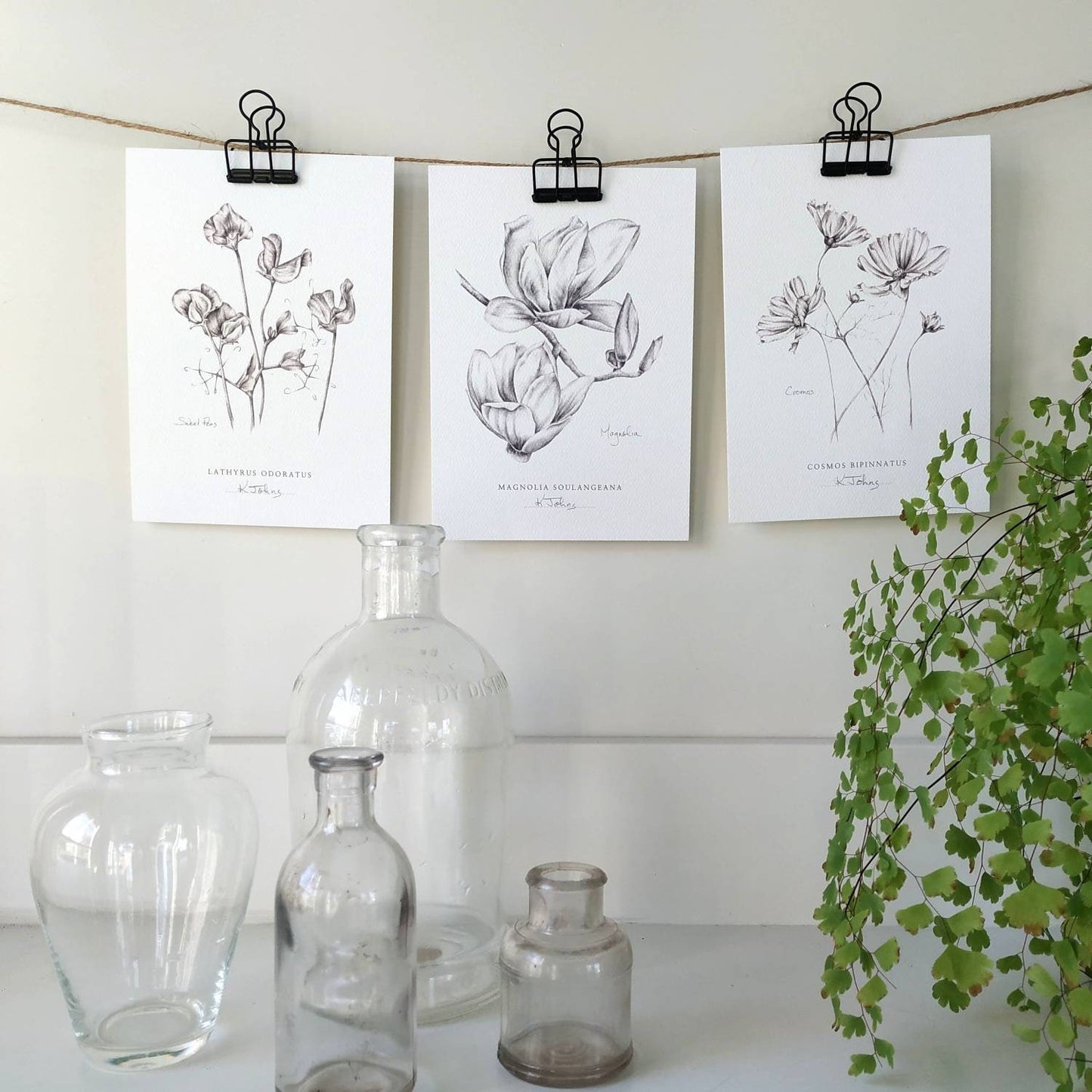 Sweet Peas Botanical Art print by Kristen Johns, in graphite, wall art or gift for the gardener or flower lover