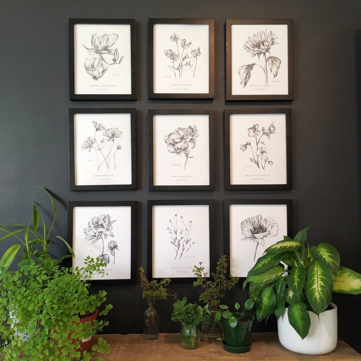 Sweet Peas Botanical Art print by Kristen Johns, in graphite, wall art or gift for the gardener or flower lover