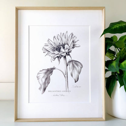 Sunflower - Botanical Art Print