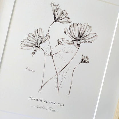 Cosmos flowers - Botanical Art Print