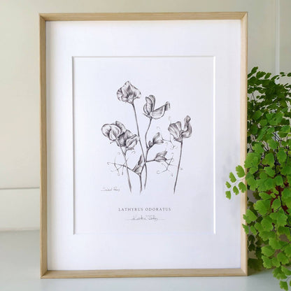 Sweet Peas Botanical Art print by Kristen Johns, in graphite, wall art or gift for the gardener or flower lover