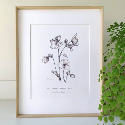 Hellebore flower - Botanical Art Print