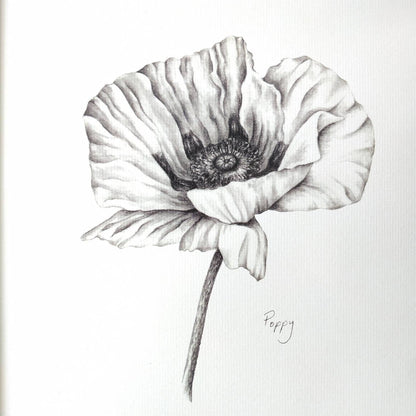 Poppy flower - Botanical Art Print