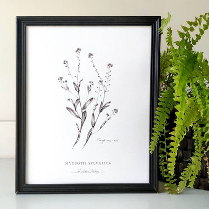 Forget-me-not flowers - Botanical Art Print