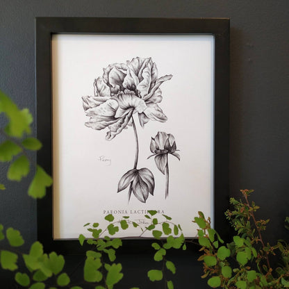 Peony Flower - Botanical Art print