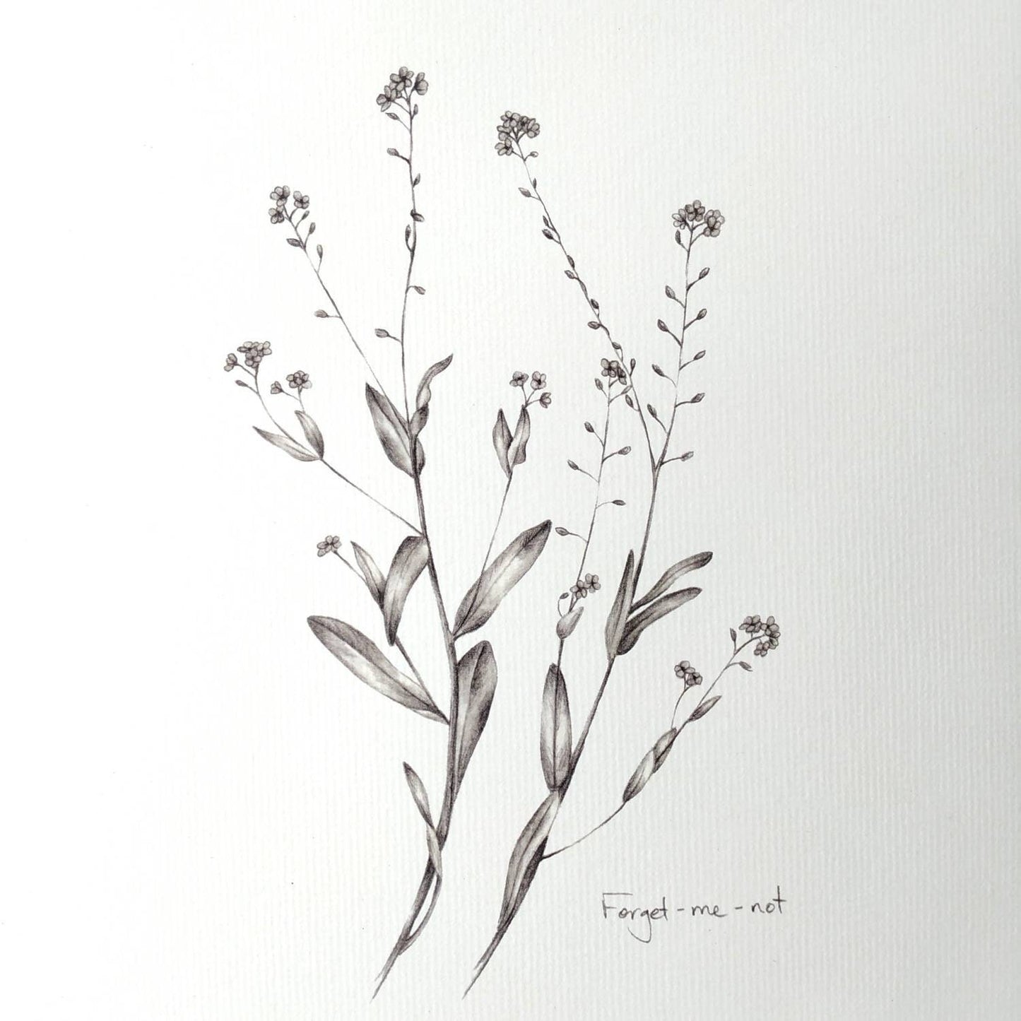 Forget-me-not flowers - Botanical Art Print