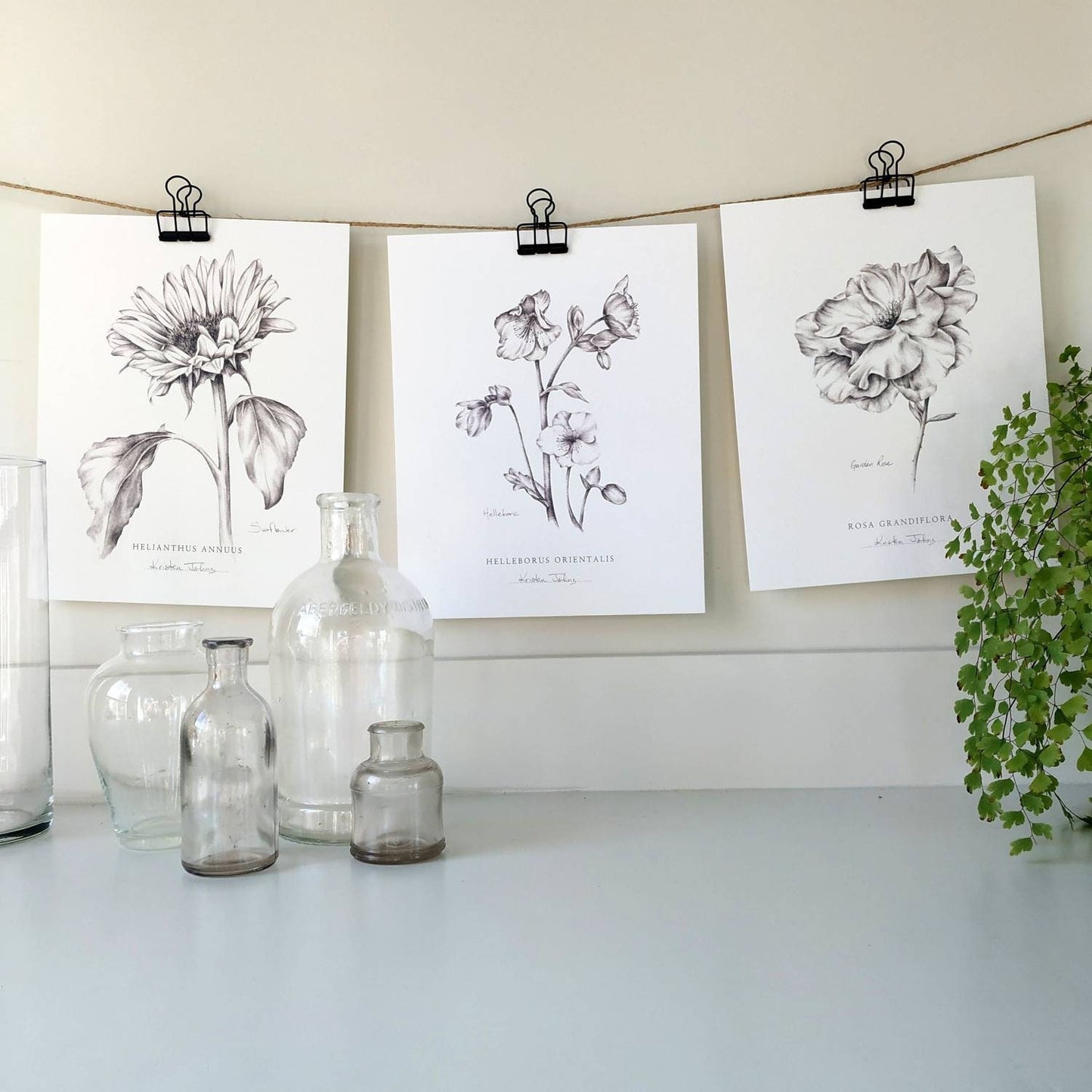 Garden Rose - Botanical Art print