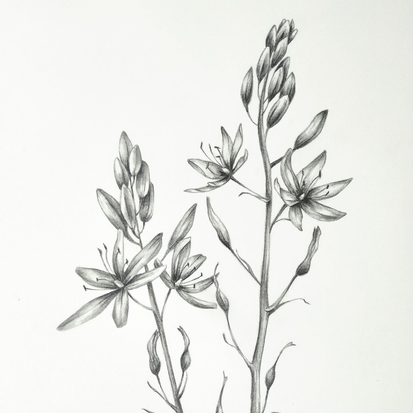 Camas wildflowers - original botanical drawing, 8x10 inches