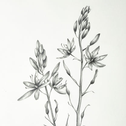 Camas wildflowers - original botanical drawing, 8x10 inches