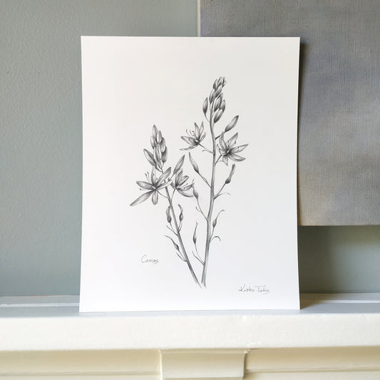 Camas wildflowers - original botanical drawing, 8x10 inches