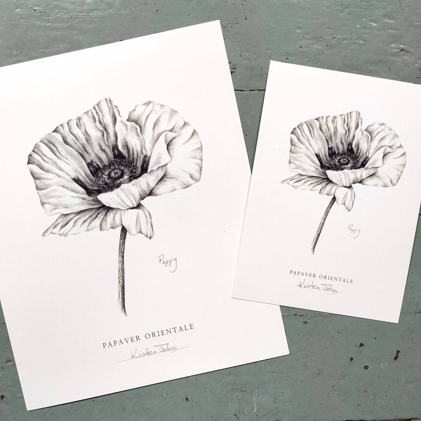 Poppy flower - Botanical Art Print