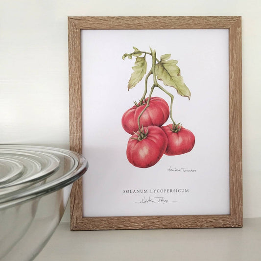 Heirloom Tomatoes - Botanical Art Print