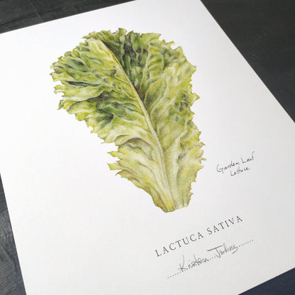 Garden Leaf Lettuce - Botanical Art print