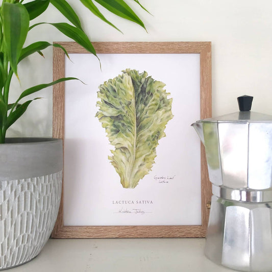 Garden Leaf Lettuce - Botanical Art print