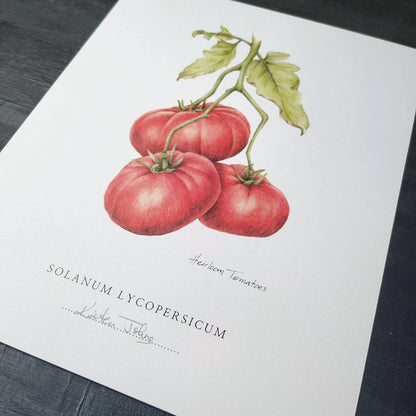 Heirloom Tomatoes - Botanical Art Print