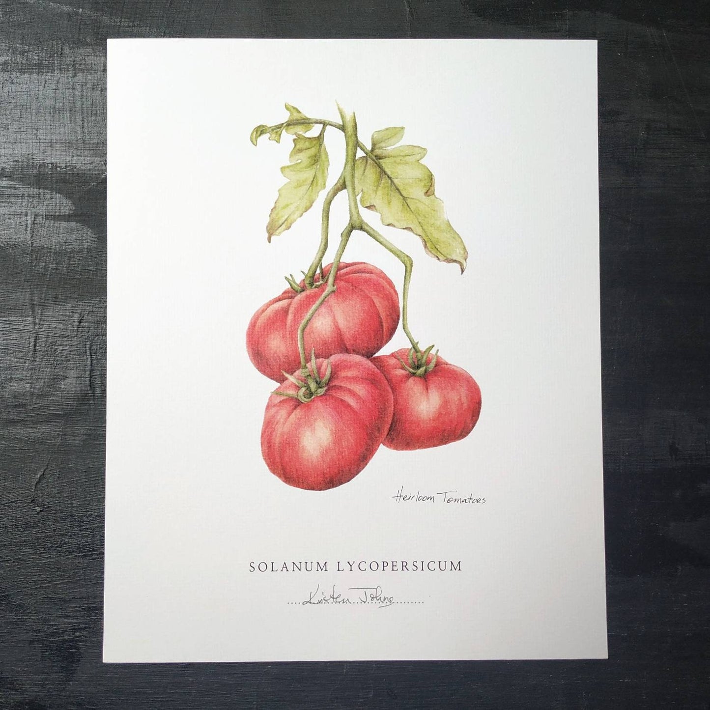 Heirloom Tomatoes - Botanical Art Print