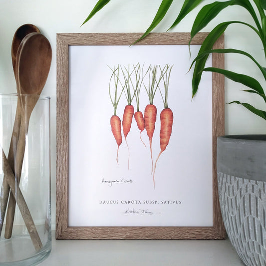 Homegrown Carrots - Botanical Art print