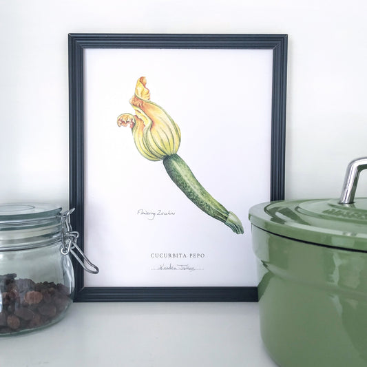 Flowering Zucchini - Botanical Art print