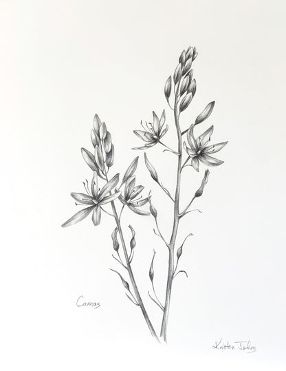 Camas wildflowers - original botanical drawing, 8x10 inches