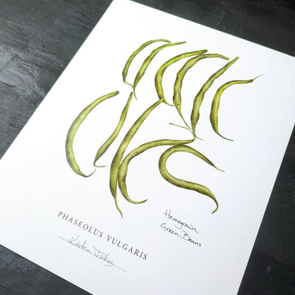 Homegrown Green Beans - Botanical Art print