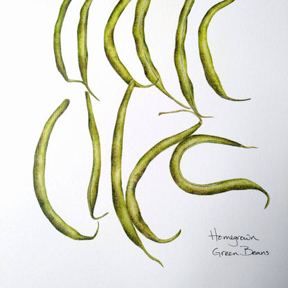 Homegrown Green Beans - Botanical Art print