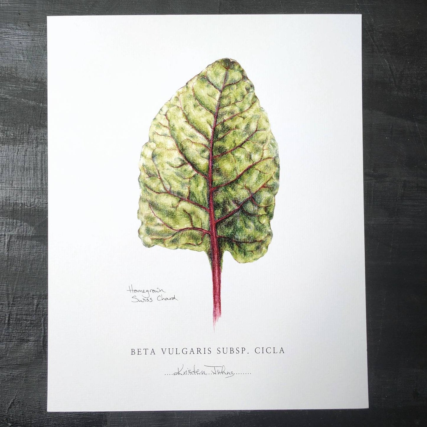 Swiss Chard - Botanical Art Print